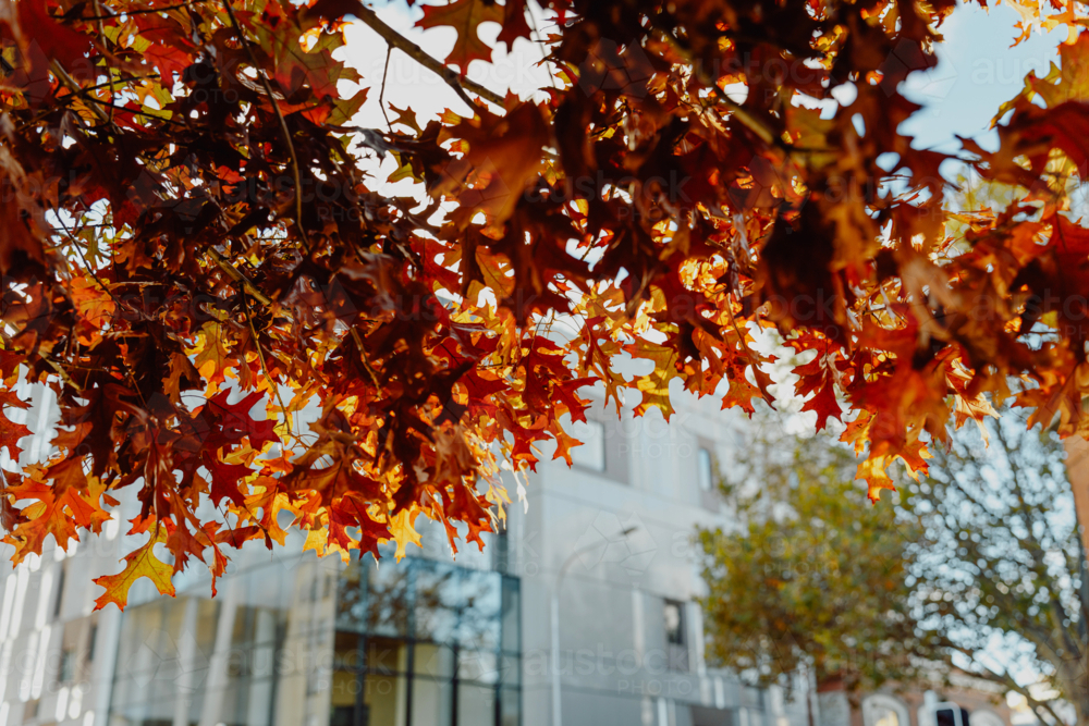 Vibrant canopy of autumn leaves in urban streets - Australian Stock Image