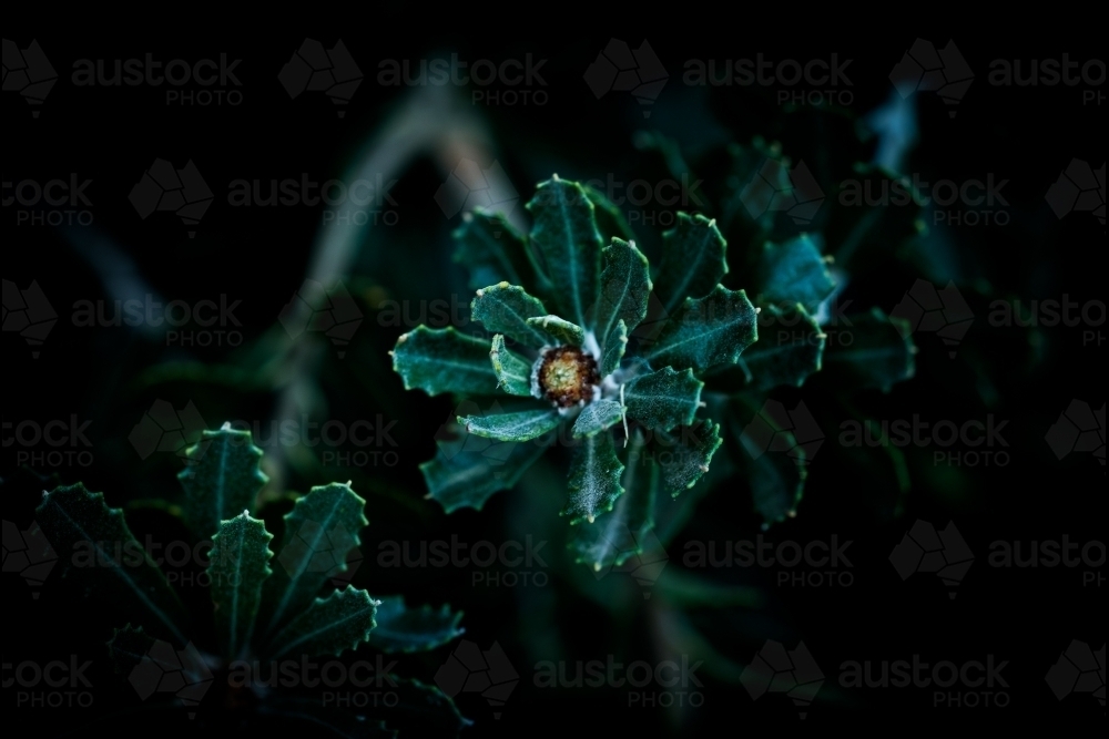 Vibrant Green Banksia Leaves with Banksia Flower - Australian Stock Image