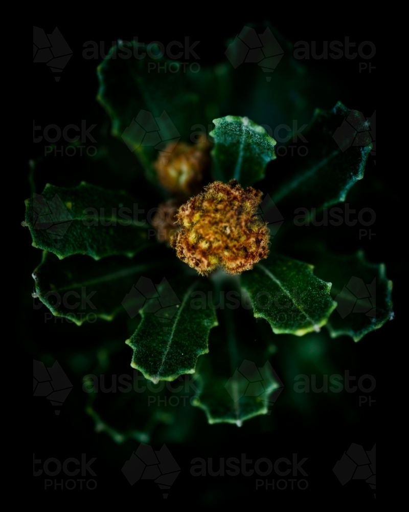 Vibrant Green Banksia Leaves with Banksia Flower - Australian Stock Image