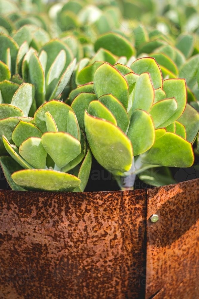 Vibrant green succulent plant in a container - Australian Stock Image