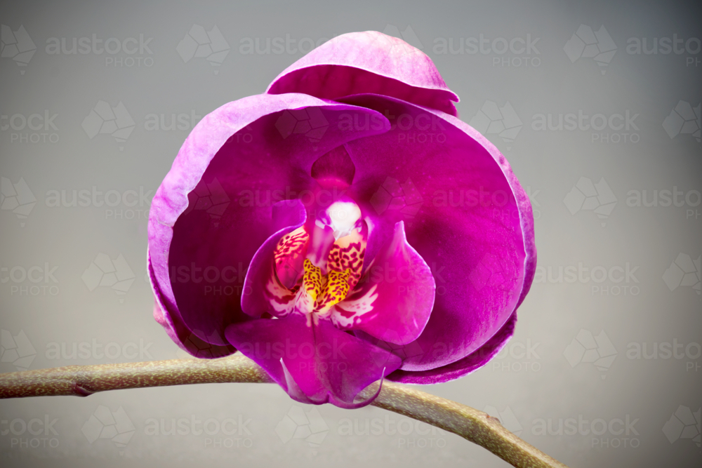 Vibrant magenta orchid bloom with spotted inner petals on grey background - Australian Stock Image