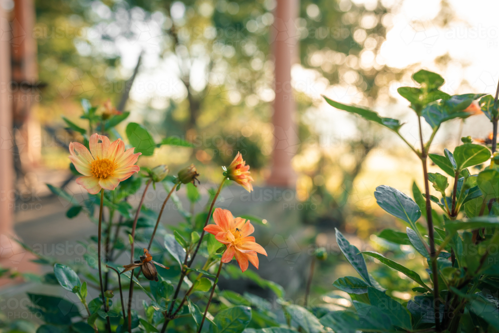 Vibrant orange dahlia flowers lining verandah of country home - Australian Stock Image
