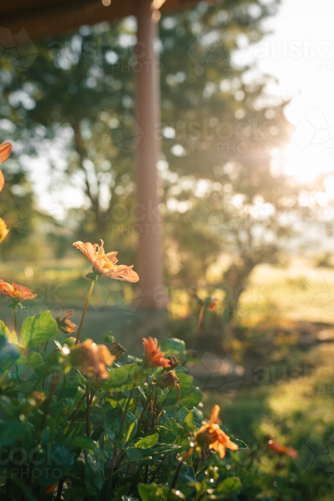 Vibrant orange dahlia flowers lining verandah of country home - Australian Stock Image
