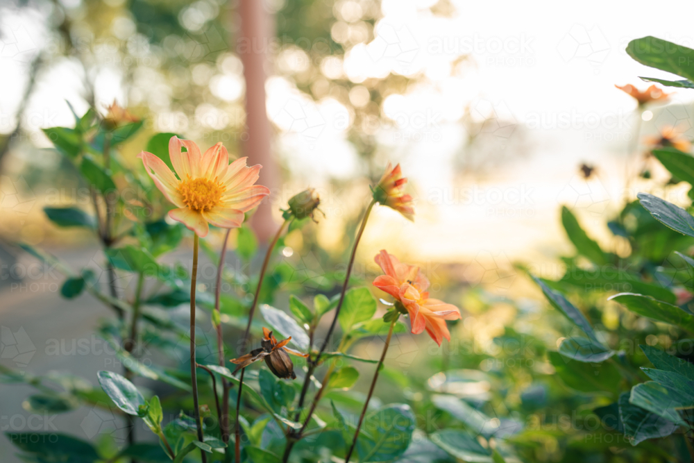 Vibrant orange dahlia flowers lining verandah of country home - Australian Stock Image