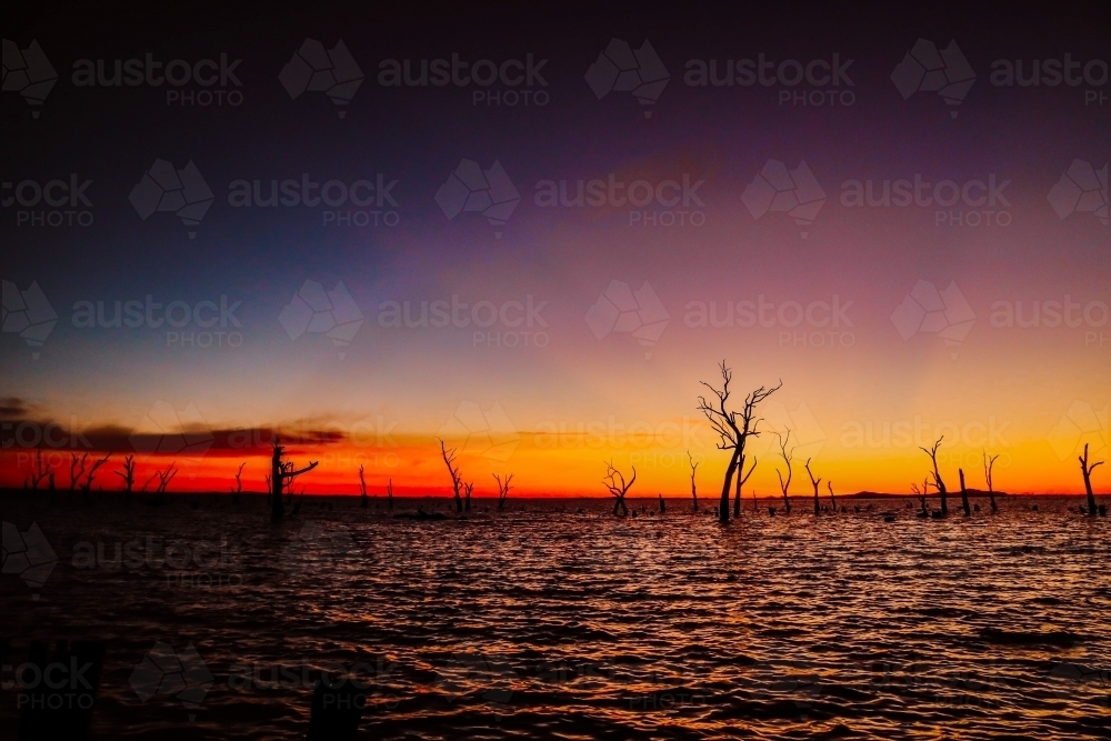 Vibrant orange sunset over the water at Kow Swamp, Victoria with silhouette of dead trees - Australian Stock Image