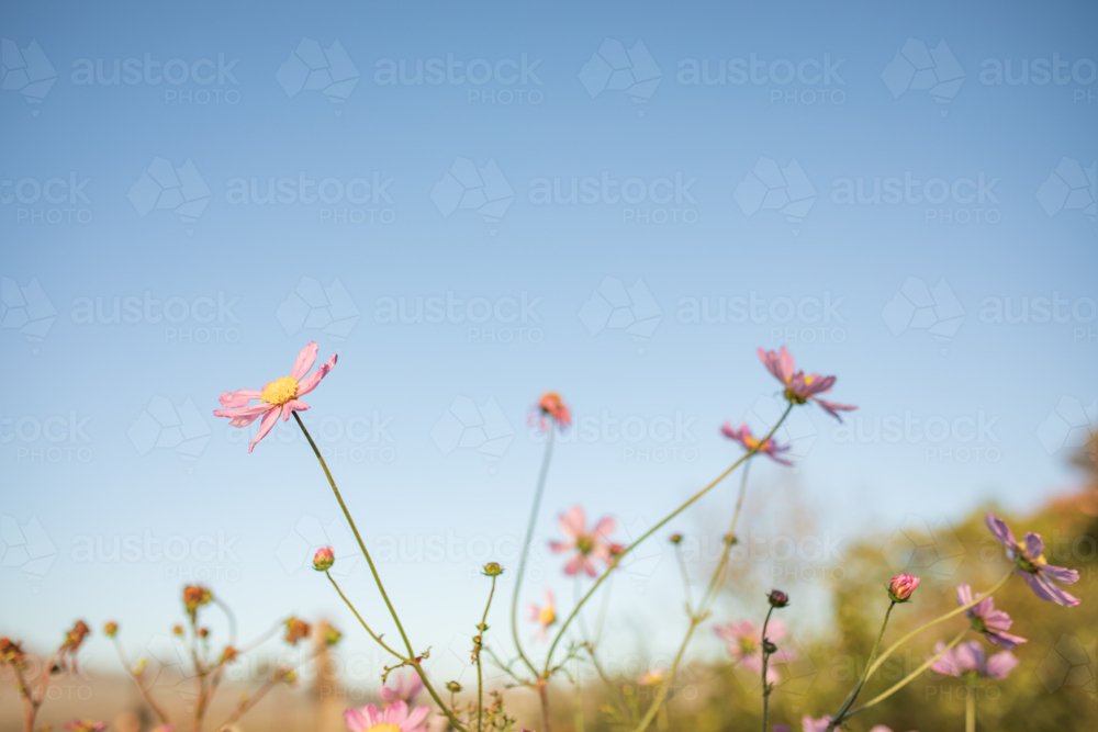 Image of Vibrant pink cosmos flowers with blue sky background and copy ...