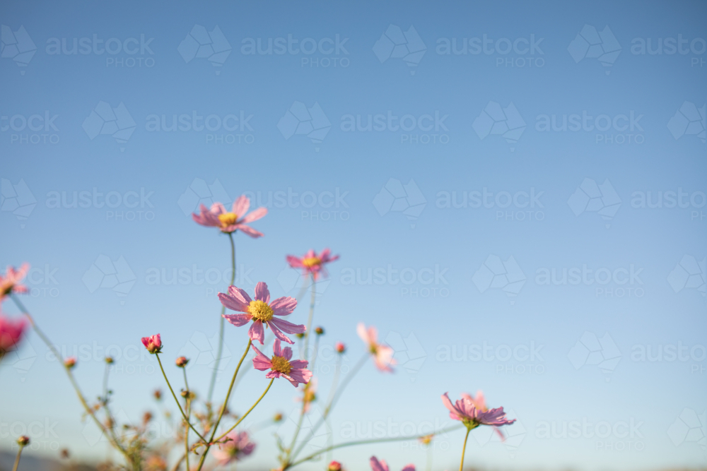Vibrant pink cosmos flowers with blue sky background and copy space - Australian Stock Image