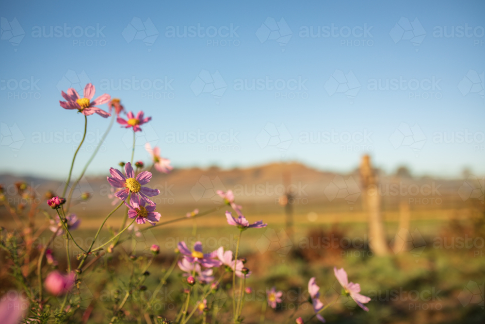 Vibrant pink cosmos flowers with blue sky background and copy space - Australian Stock Image