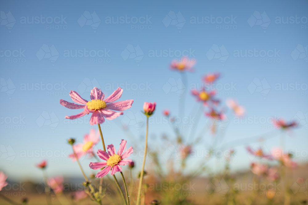 Image of Vibrant pink cosmos flowers with blue sky background and copy ...