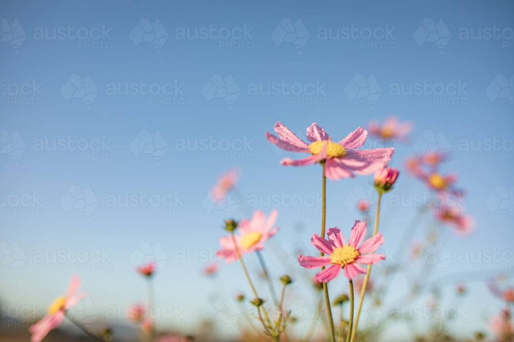 Image of Vibrant pink cosmos flowers with blue sky background and copy ...