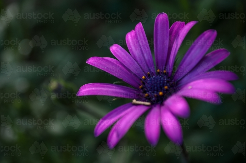 Vibrant Purple Flower in a Green Garden - Australian Stock Image