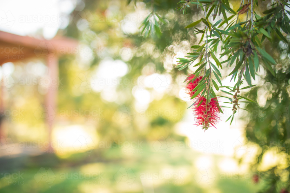 Vibrant red bottle brush flower in Australian country garden - Australian Stock Image