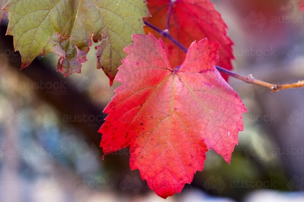 Vibrant red grape leaf - Australian Stock Image