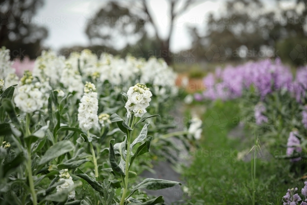 Vibrant stock cottage garden beds in full bloom, flower farm image - Australian Stock Image