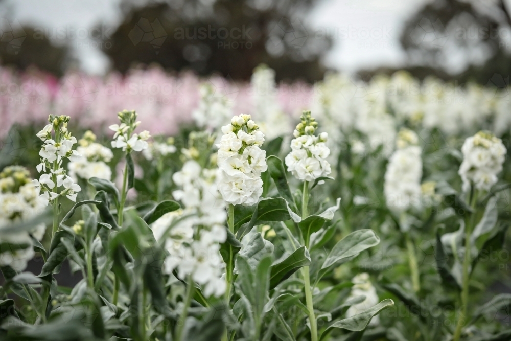 Vibrant stock cottage garden beds in full bloom, pretty flower farm image - Australian Stock Image