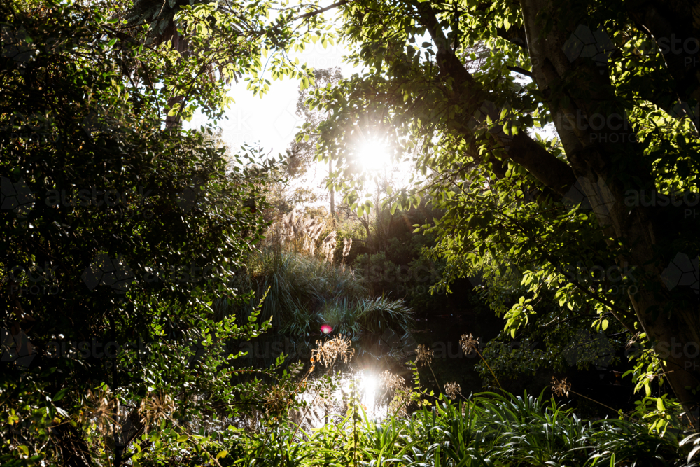 Vibrant sun flare streaking through the grounds of the Adelaide Botanic Gardens - Australian Stock Image