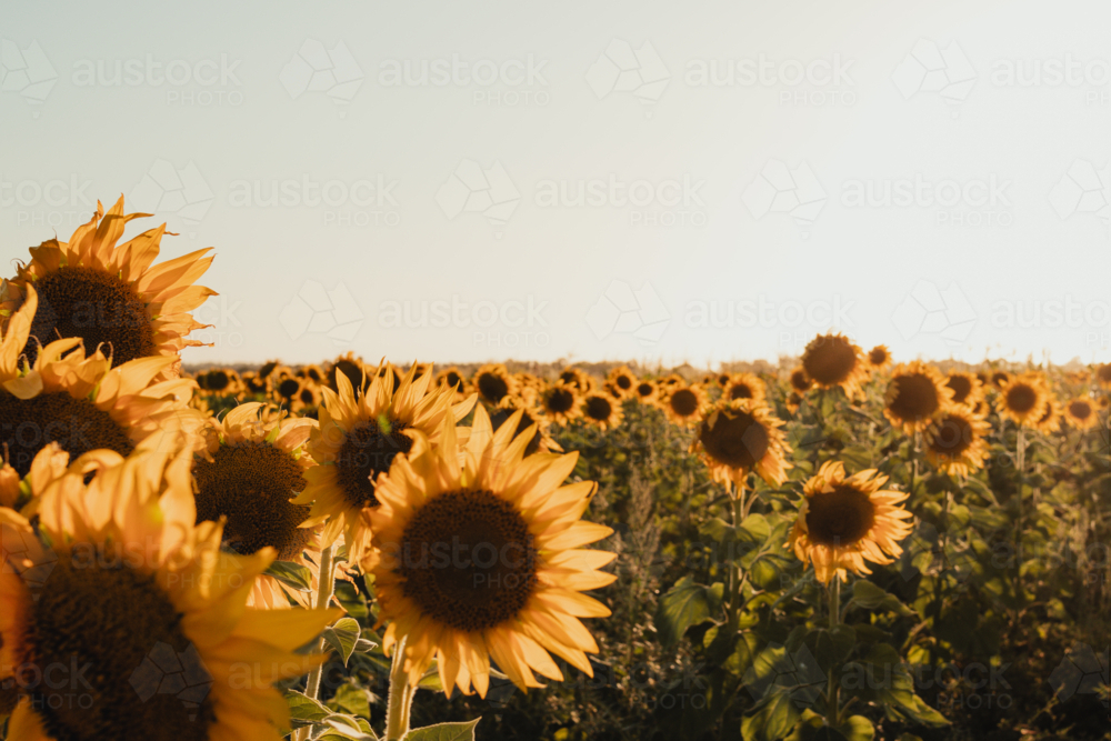 Vibrant sunflower field bathing in a warm glow. - Australian Stock Image