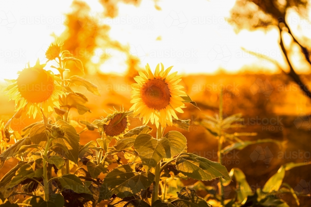vibrant sunflowers growing in the garden flooded in golden afternoon light - Australian Stock Image