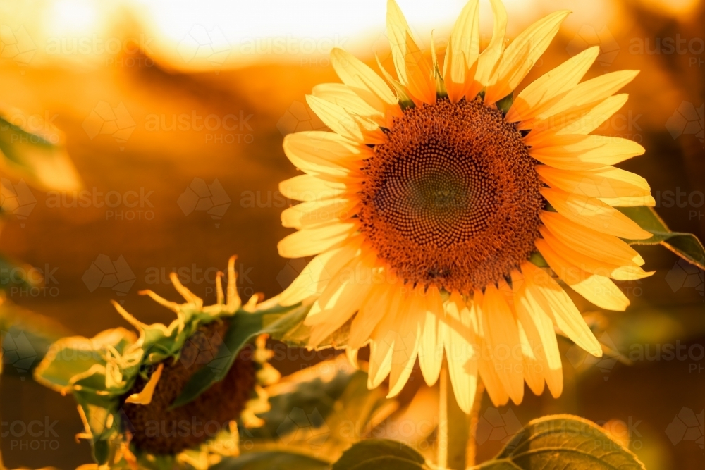 vibrant sunflowers growing in the garden flooded in golden afternoon light - Australian Stock Image