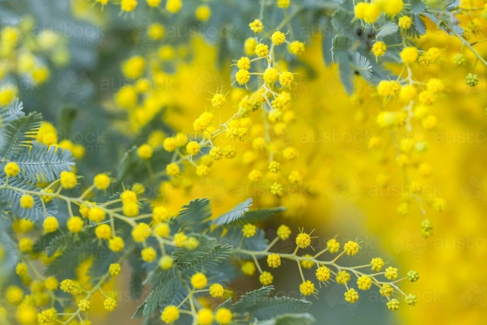 Image of Vibrant wattle tree in full bloom. Acacia yellow flowers in ...
