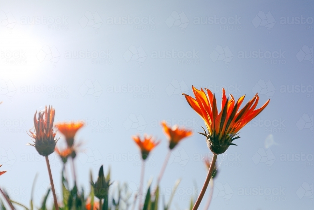 Vibrant yellow and orange gazania flowers with blue sky background - Australian Stock Image