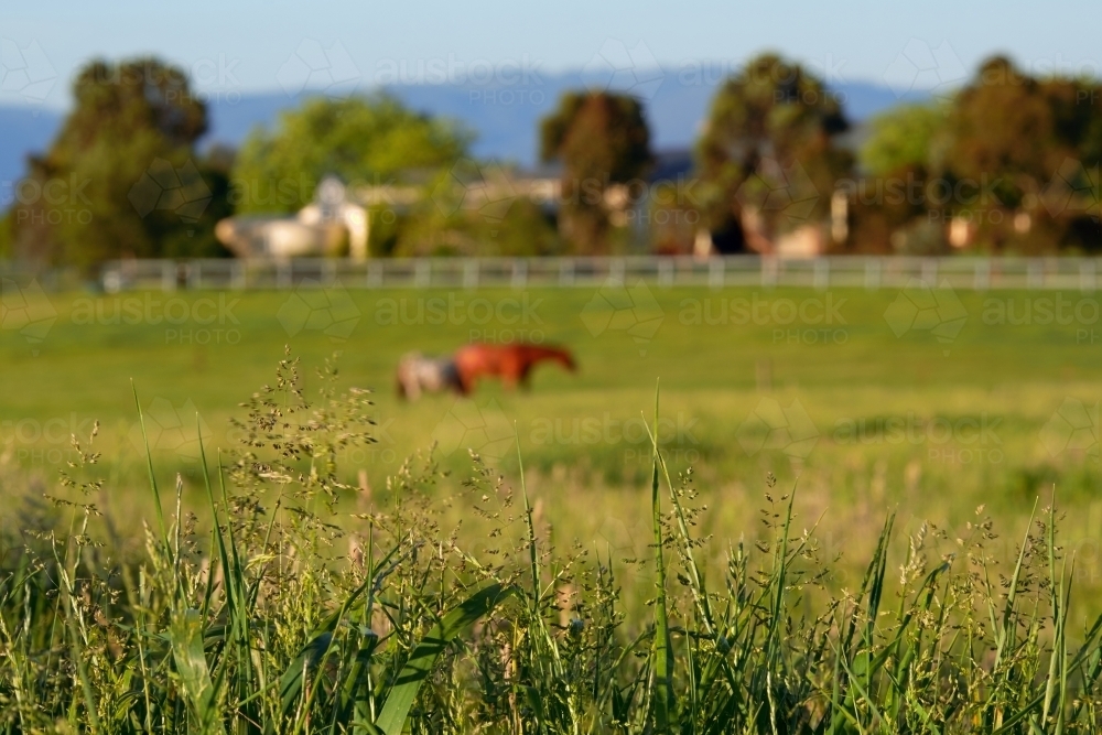 View across a Paddock to Horses and Farm Building blurred in Background - Australian Stock Image