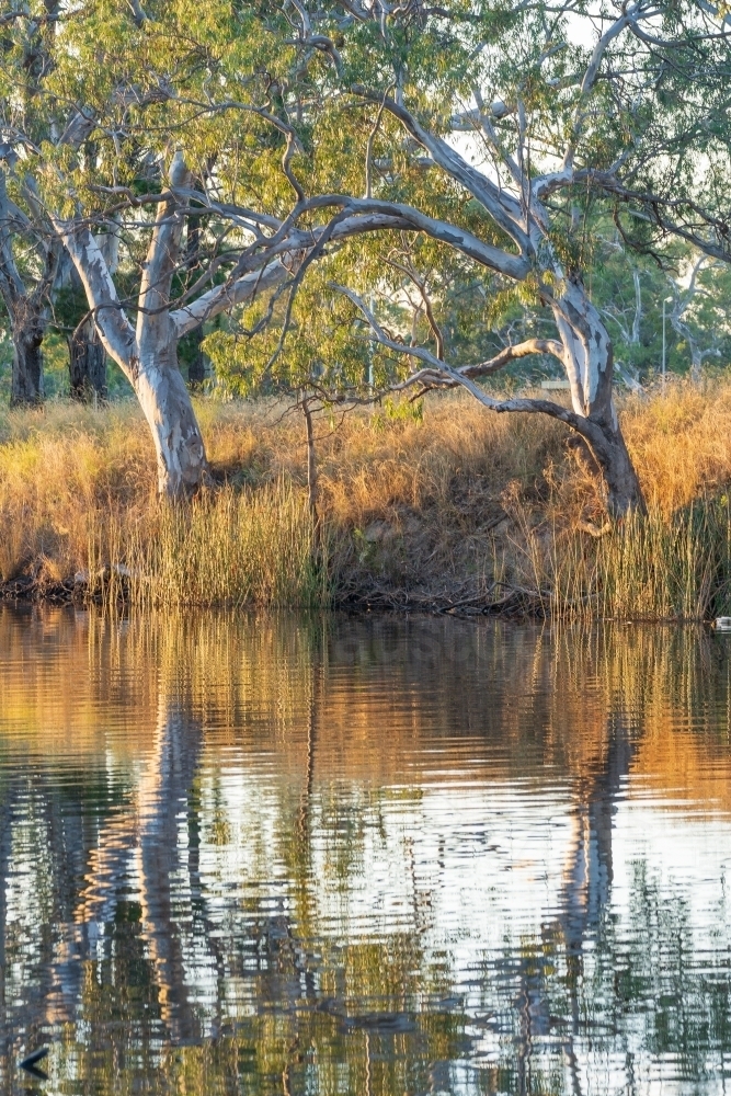View across a rural river at gumtrees on the riverbank reflected in the calm water - Australian Stock Image