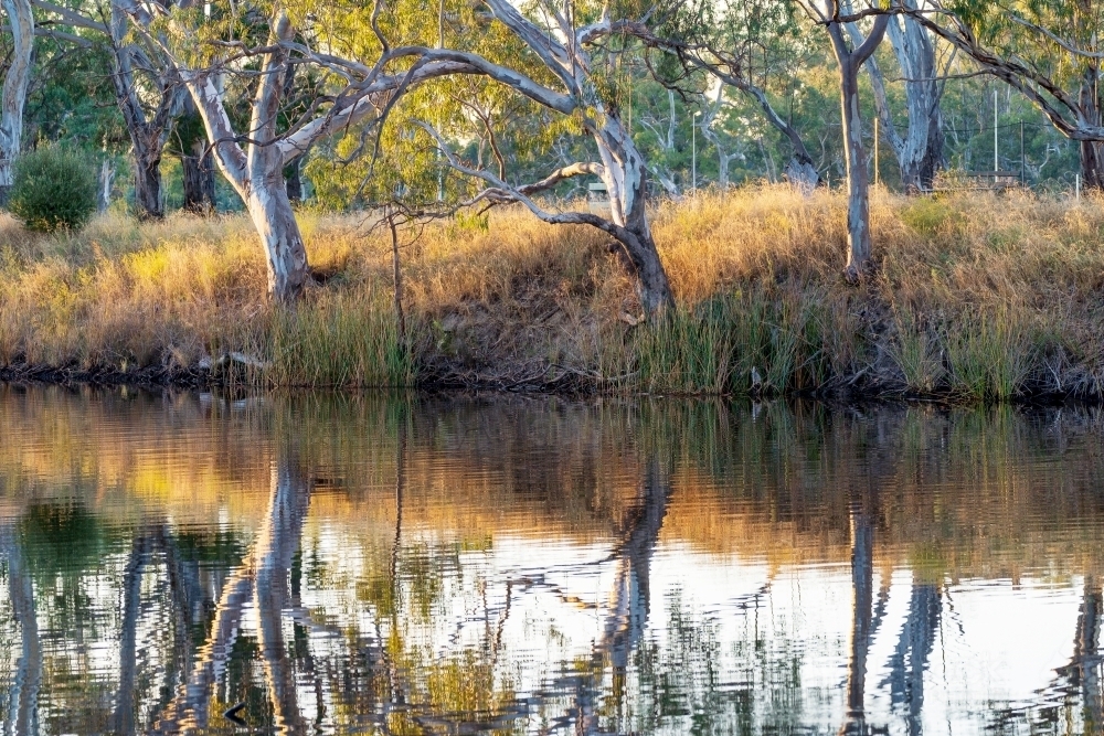 View across a rural river at gumtrees on the riverbank reflected in the calm water - Australian Stock Image