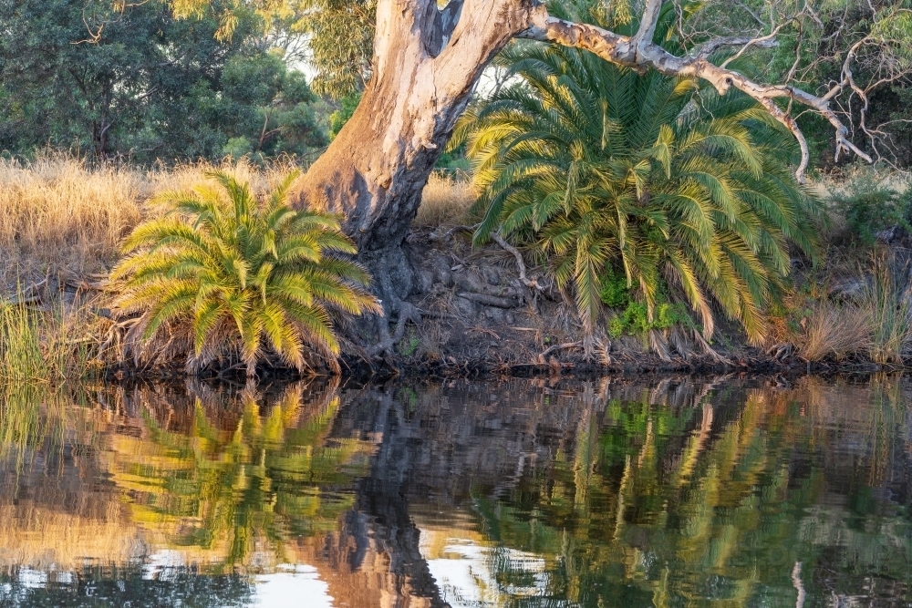 View across a rural river at palms a large river gum on the riverbank reflected in the calm water - Australian Stock Image