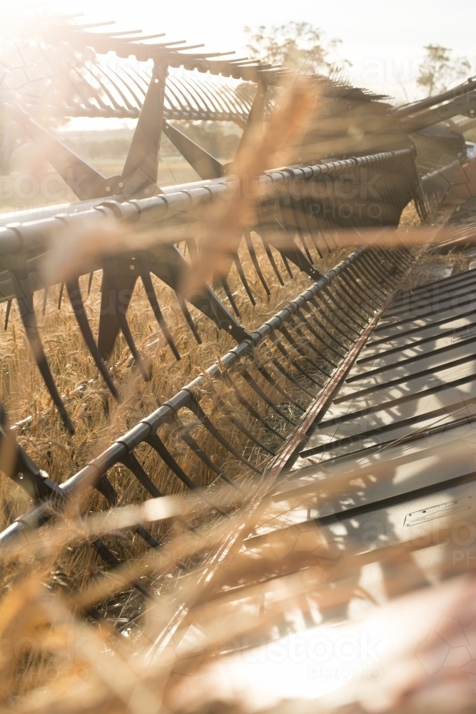 View along the comb of a combine harvester as it harvests a wheat crop - Australian Stock Image