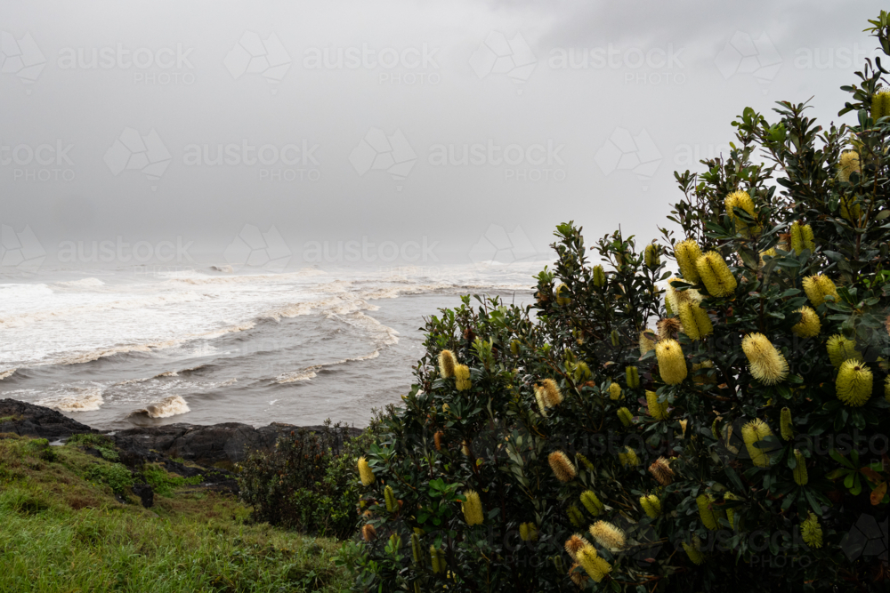 View from a headland of wild ocean weather with banksia bush flowering in foreground - Australian Stock Image