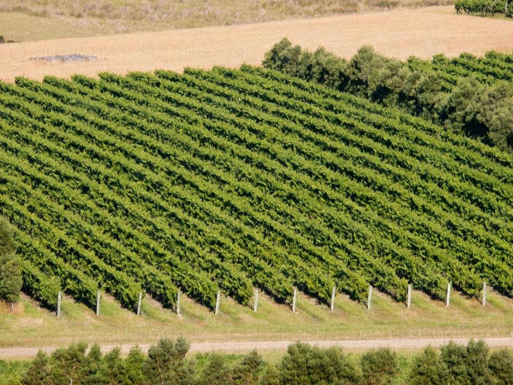 View from above of rows of grapevines in a vineyard - Australian Stock Image