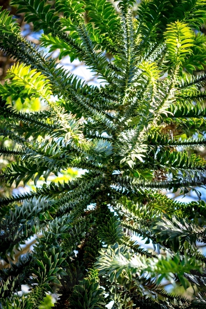 View from below Pine Tree Branch - Australian Stock Image