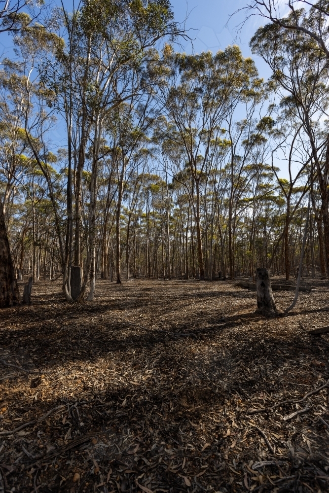 view into woodland of young eucalyptus trees showing signs of past timber harvesting - Australian Stock Image