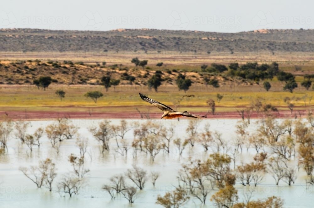 View of a Black Kite soaring over a lake beside Big Red sand dune in the Desert after a big wet - Australian Stock Image