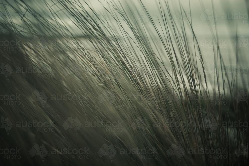 View of a deserted beach through grass - Australian Stock Image