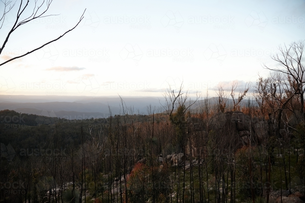 View of forest regrowth after bushfire - Australian Stock Image