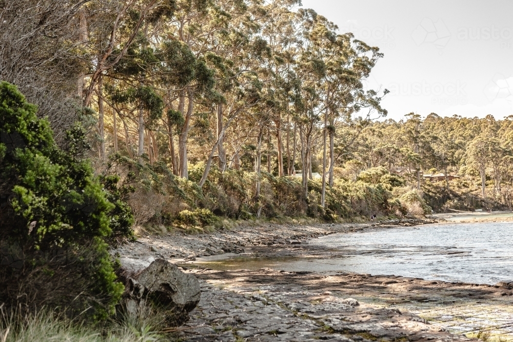 View of gum trees by waterside - Australian Stock Image