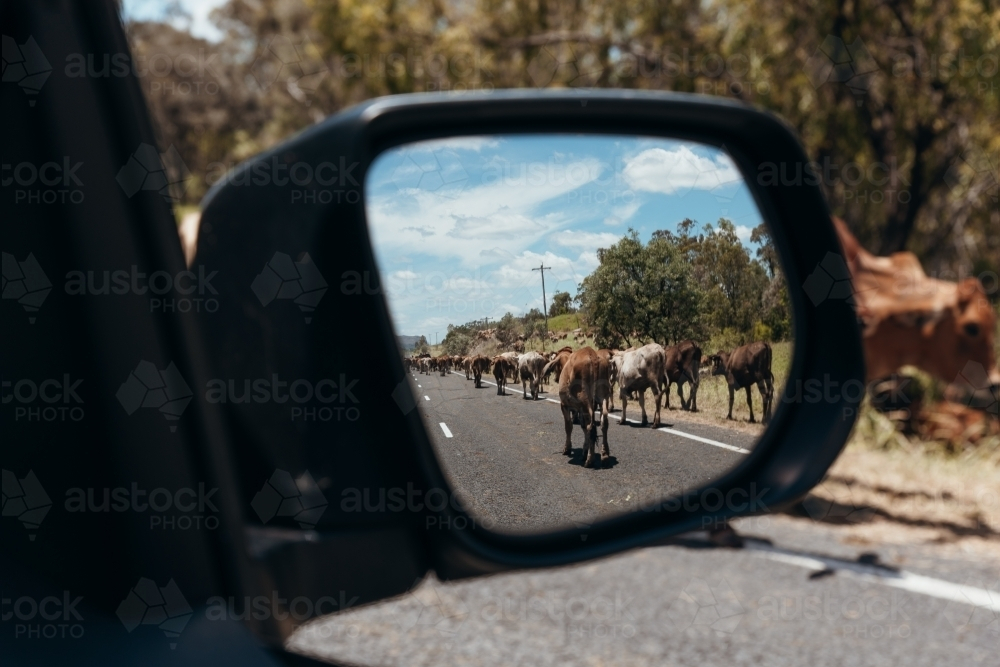 View of herd of cows walking in rear-view mirror - Australian Stock Image