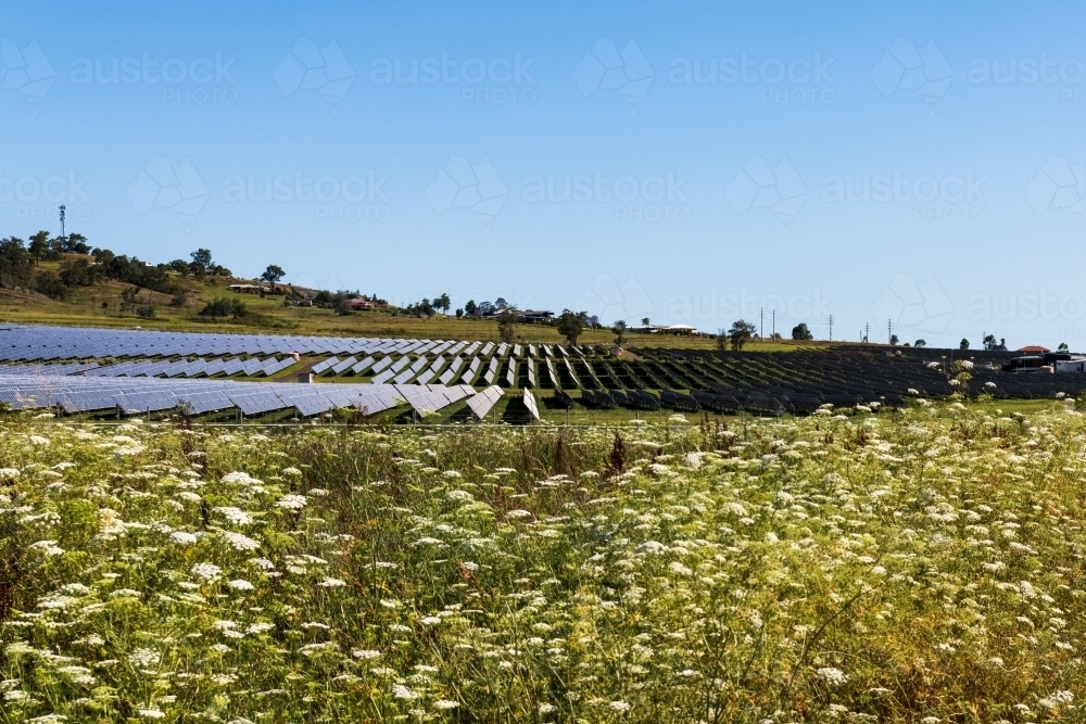 View of large scale solar farm in rural setting with wild flowers in foreground and clear blue sky - Australian Stock Image
