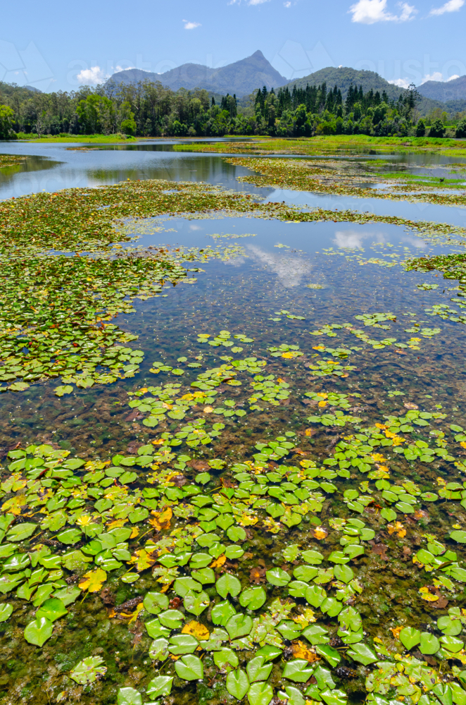 view of mount warning across clarrie hall dam reservoir - Australian Stock Image