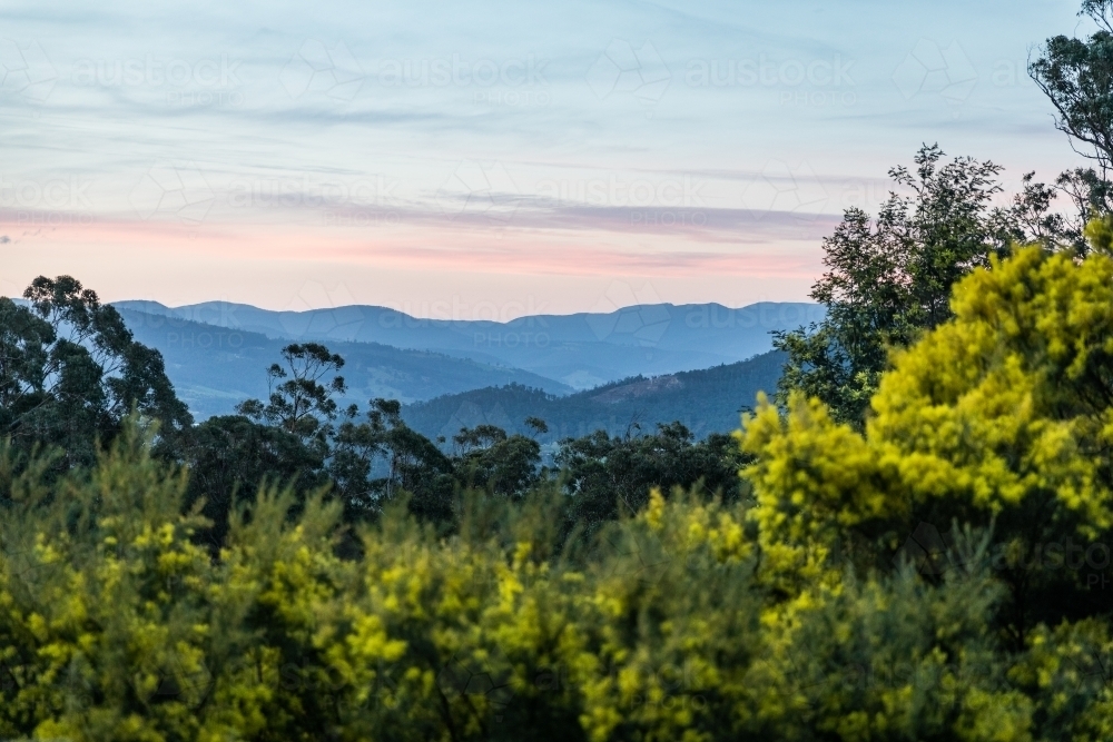 View of mountains and wattle trees - Australian Stock Image