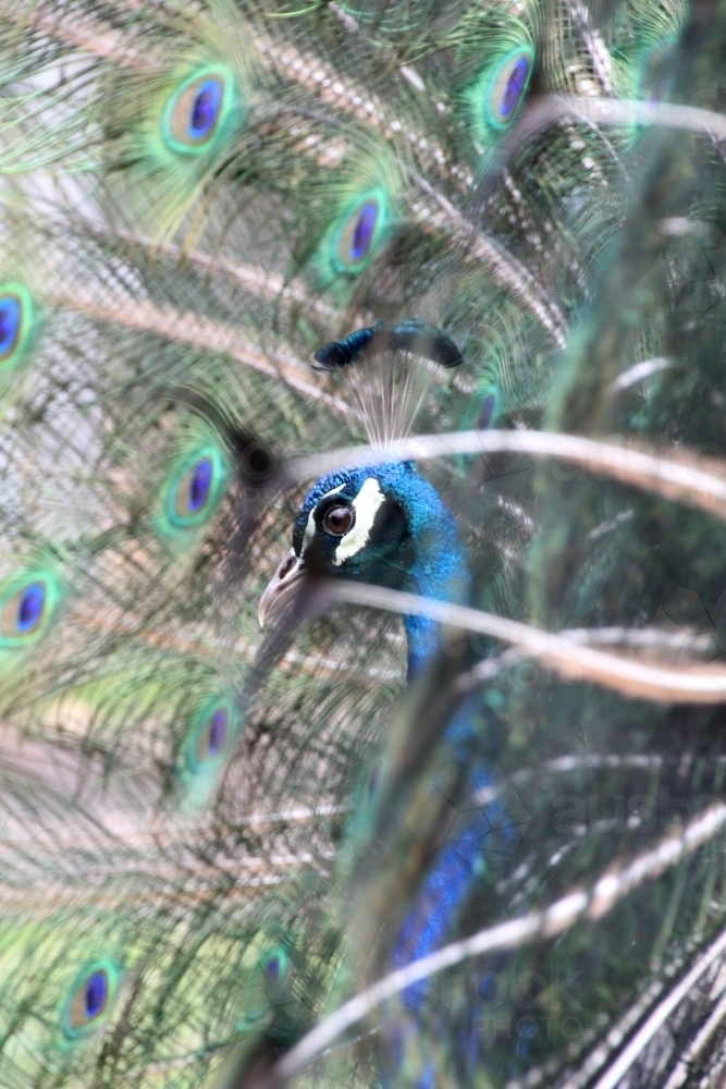 View of peacocks head through feathers - Australian Stock Image