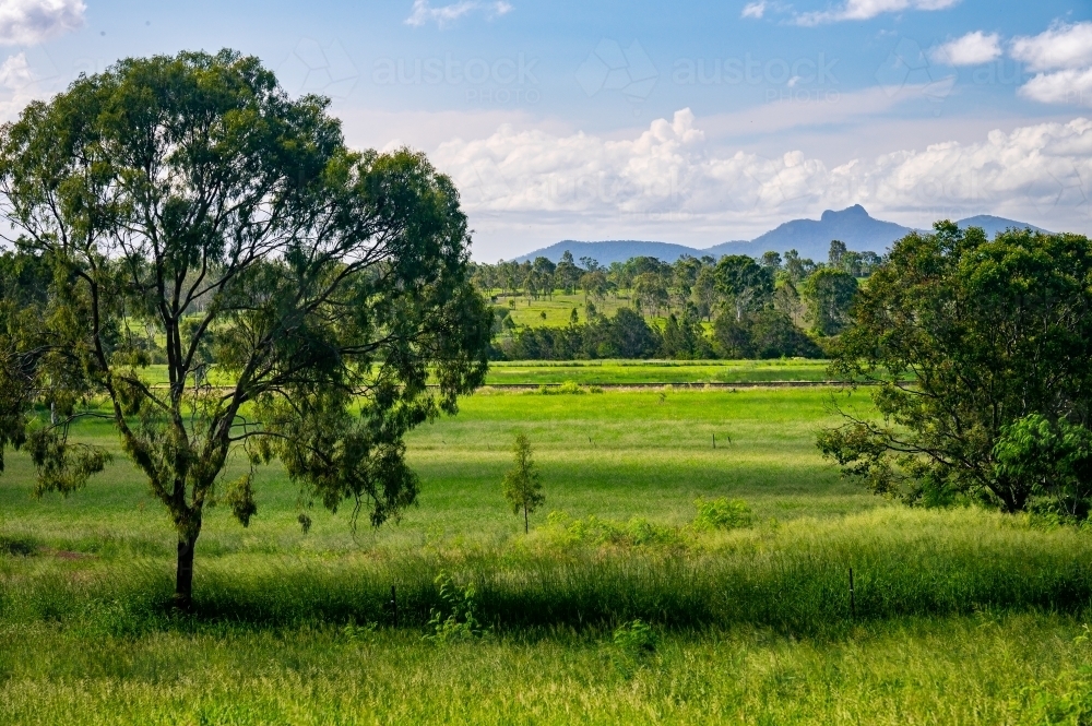 View of Queensland countryside with vibrant green grass and trees - Australian Stock Image