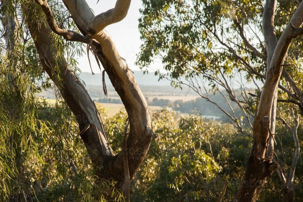 View of rural land through branches and gum leaves - Australian Stock Image
