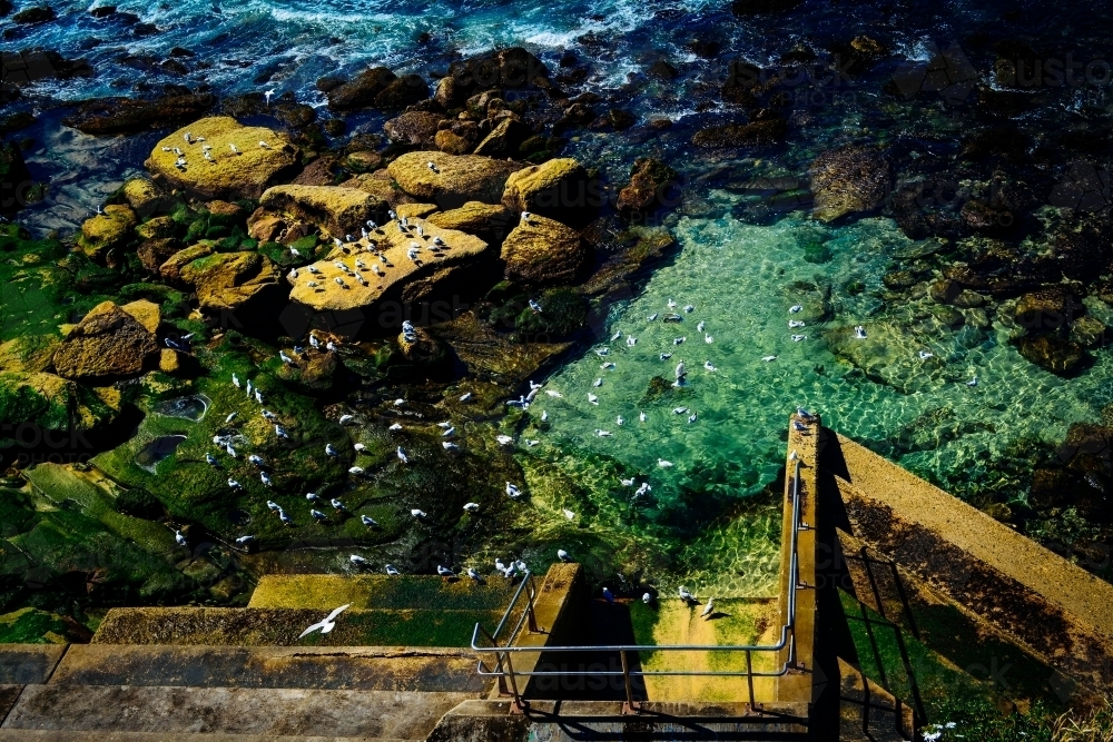 View of seagulls on the water from above - Australian Stock Image
