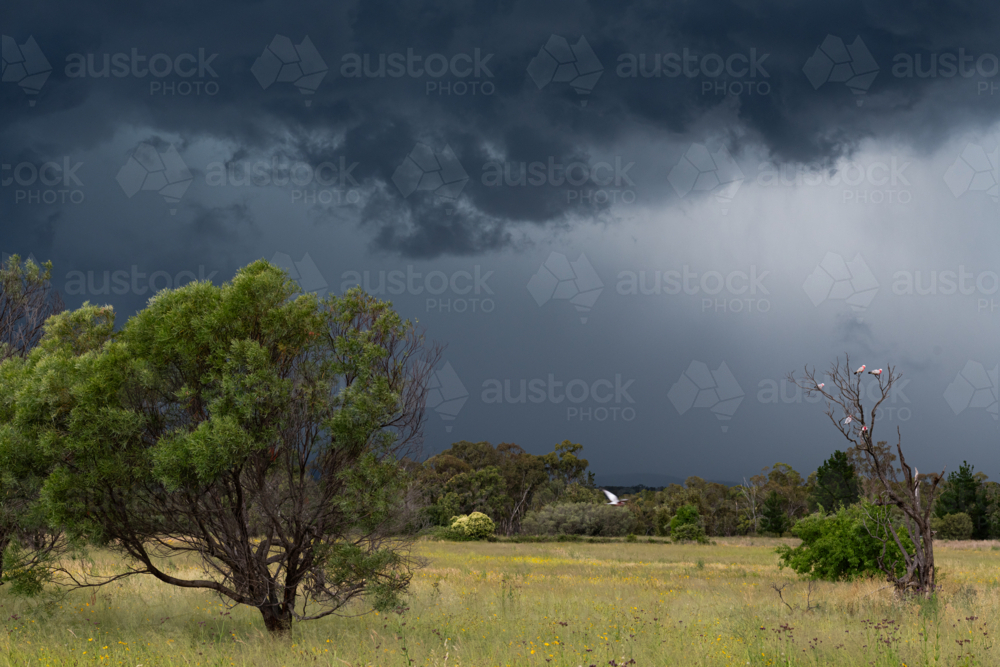 View of storm approaching across a grassy paddock with birds in tree - Australian Stock Image