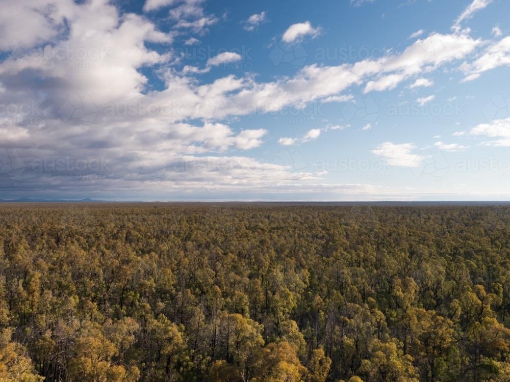 View of unbroken trees of Pilliga Forest to the far horizon - Australian Stock Image