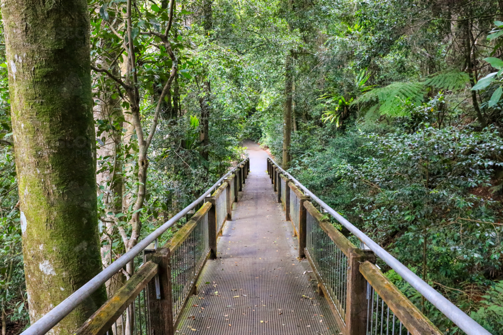 View of walkway going through Dorrigo National Park in New South Wales, Australia - Australian Stock Image