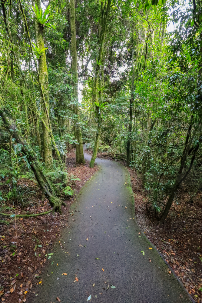 View of walkway going through Dorrigo National Park in New South Wales, Australia - Australian Stock Image
